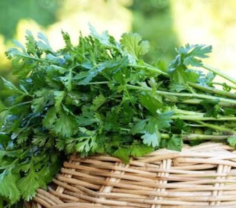 Coriander